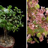 Portulacaria afra (indoor or outdoor "bonsai")
